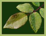 <B>Rose Leaves</B><BR><FONT size=2>by Ann Chaikin</FONT>