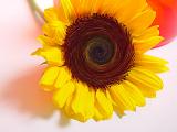 <b>Sunflower Twist</b><br><font size=1>by Mark J</font>
