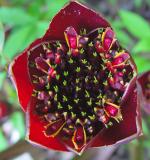 Black Tulip Torch Ginger* ~ Richard Rehkemper