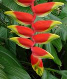 <b>Red Caribaea Heliconia</b><br>by kudbegud