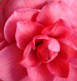 Camellia by Faye White