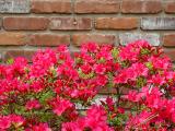 <b>Azalea & Brick</b> <br><font size = 1>by EWKPhoto