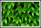 Leaves<br> by Kenan Oran