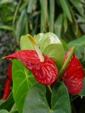 Elephant Ear ? by Mikeee