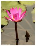 <b>Pinky Lily</b><br>GoldenHammer
