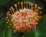 <b>HAPPY BIRTHDAY !</B><BR>(Hawaii Gold Pincusion Protea)<br>by kudbegud