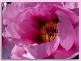 <B>Bright Peony</B>*<BR><FONT size=2>by Ann Chaikin</FONT>