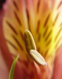 <B>Flower Stems</B><BR><FONT size=2>by Pedro Teixeira</FONT>