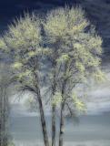 The Diffused Tree (infrared)<br>by Krymedogg