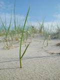 <b>In the dunes * </b><br>by Willem