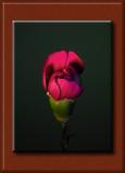 <b>Red Carnation*</b><br><font size = 1> by mikelj