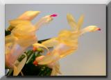 <b>Taking Flight*</b><br><font size = 1> by mikelj