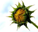 <b>1st Place-Winner</b><br><b>Sunflower*</b><br><c>--Boris Sidis</c>