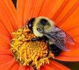 <b>The pollinator*</b><br><c>--Boris Sidis</c>