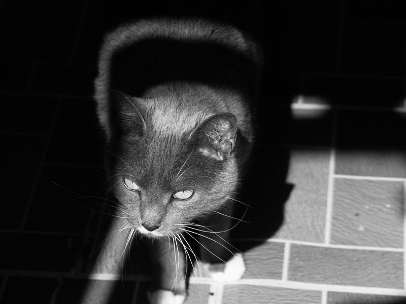 <b>Little Stalker</b><br><font size=1>By: Daniel Smith</font>