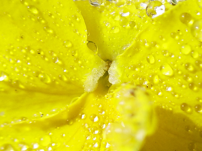 <b>Yellow*</b><br> <small>by <a href=http://www.howcheng.com/ target=n><u>Howard Cheng</u></a></small>
