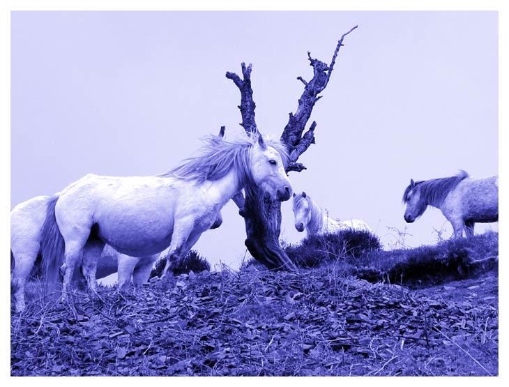 <b>Unicorns?</b><br><font size=1>by Jon M</font>