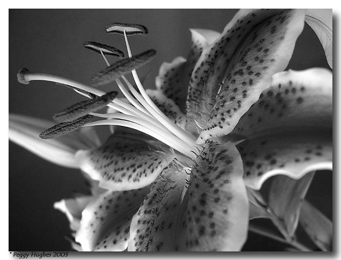 stargazer by Peggy