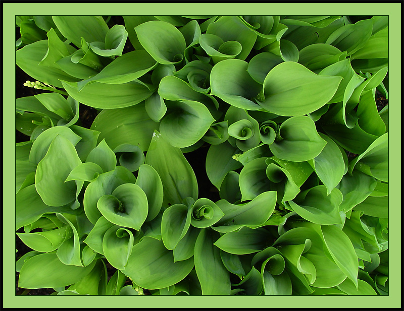 <B>Spring Green</B><BR><FONT size=2>by Ann Chaikin</FONT>