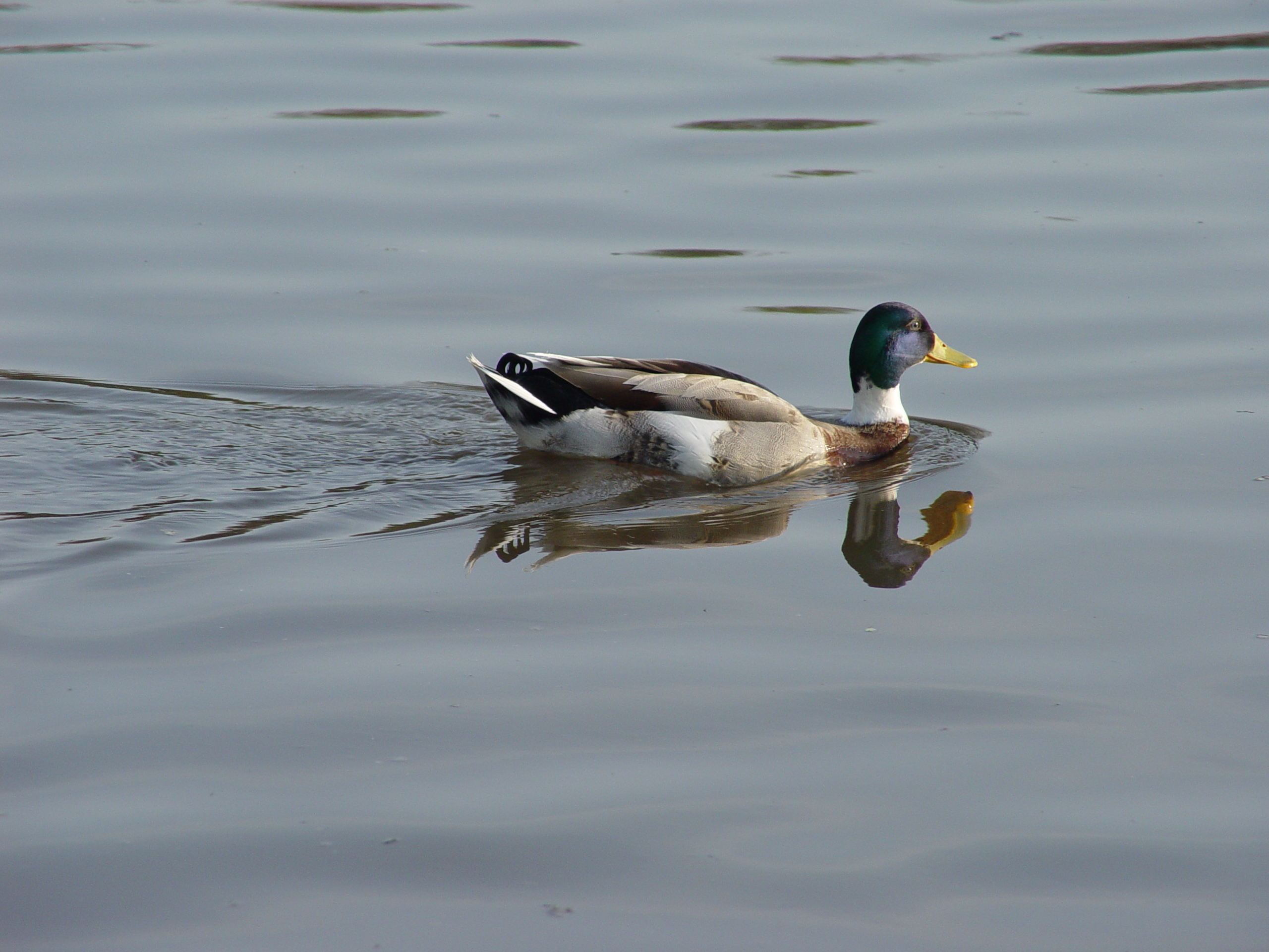 WATER REFLECTIONS by bigwad