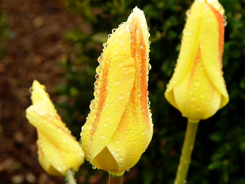 Rain Kissed - <a href=http://www.shaystephens.com target=_blank>Shay Stephens</a>