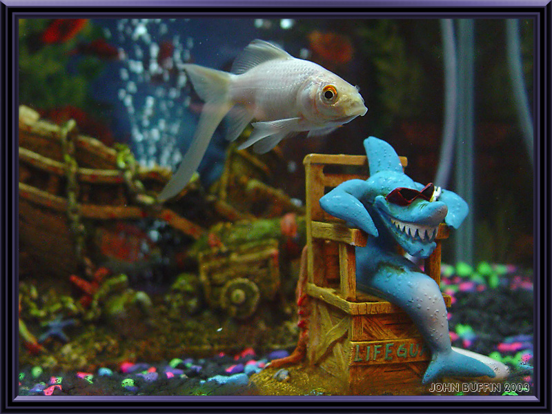 <b>Hungry Lifeguard</b><br><font size=2>by Johnny B.</font>