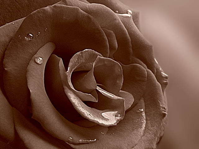 <B>Water On The Rose</B><BR><FONT size=2>by Mark J</FONT>