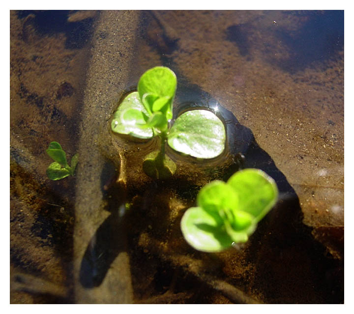Mother of Nature - Water