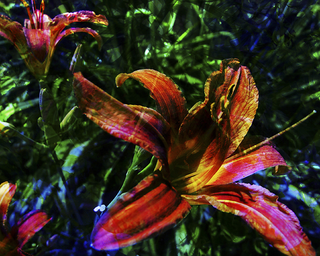 FlowerSandwich1... cUrVe