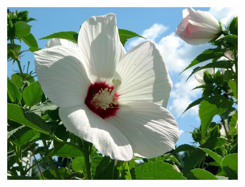 <B>Hibiscus</B><br>Bill Borne