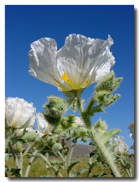 Prickly Poppies by Sarah D