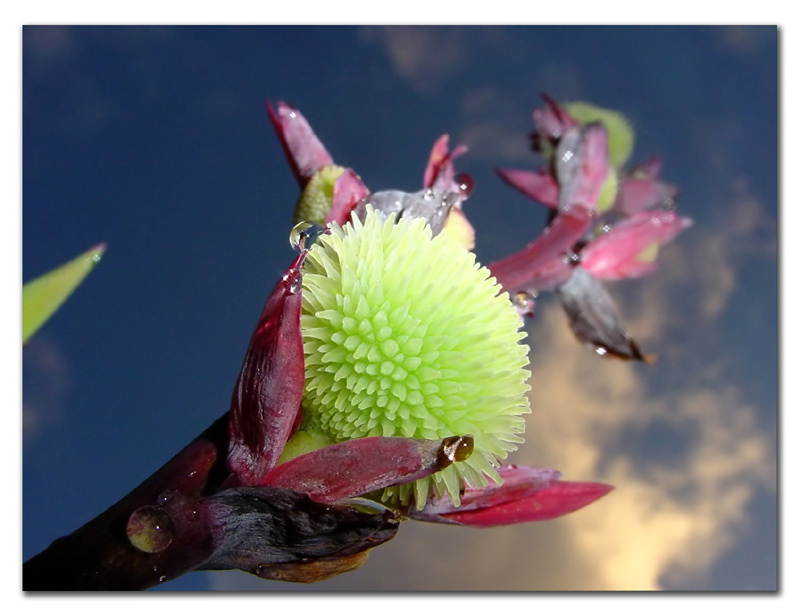 <b>Strange Plant</b><br>by TarikB