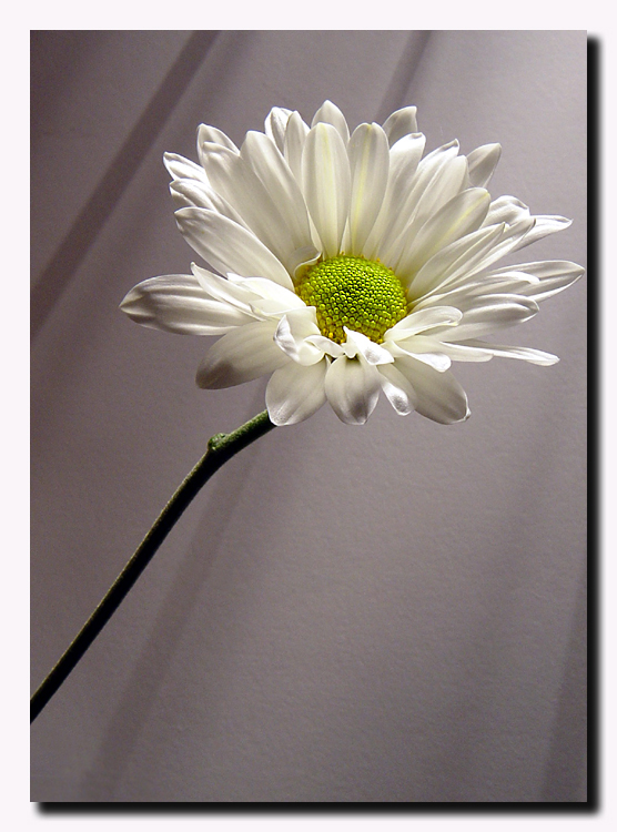 Daisy by Roberta F.