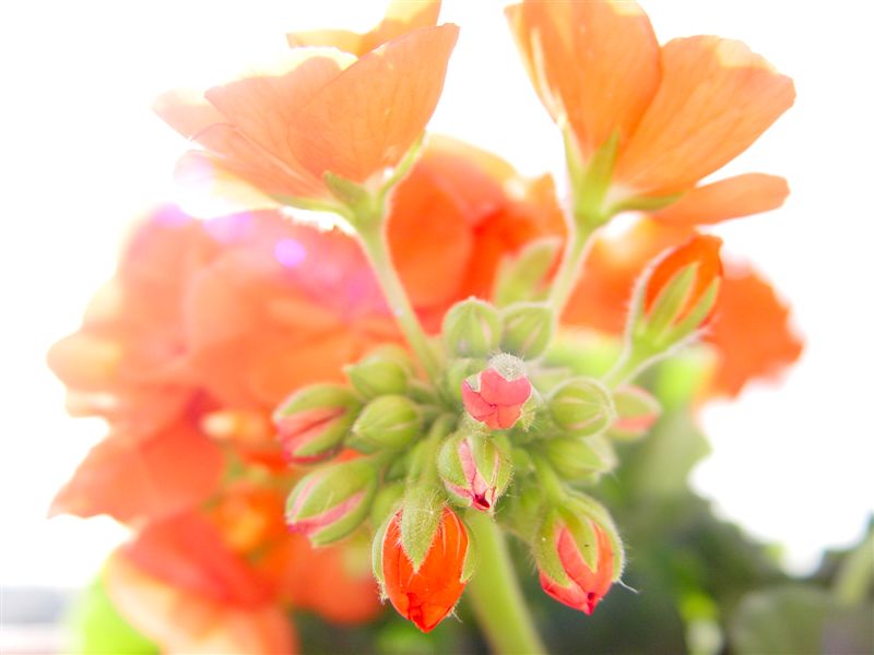 <b>Morning Light</b><br><font size=2>by JoeSchmoe</font>
