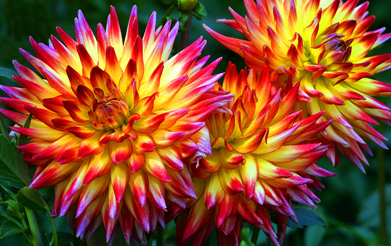 <b>color explosion</b><br><font size=2>by Klaus Wiese</font>