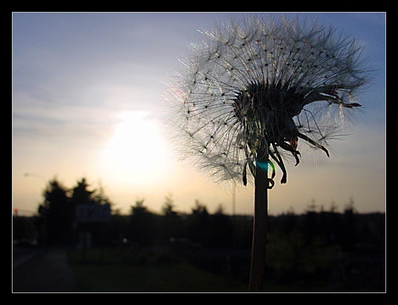 7th<br><b>Dandelion at Sunset *</b><br>W R (Bill) Somsky
