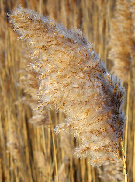 <B>Soft</b><br>by Willem