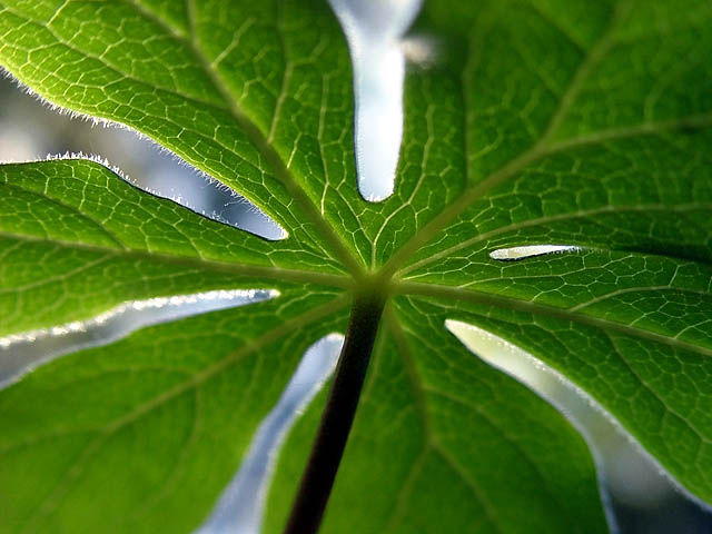 <B>Mayapple Plant</B><br>by<br><B>Bill Borne