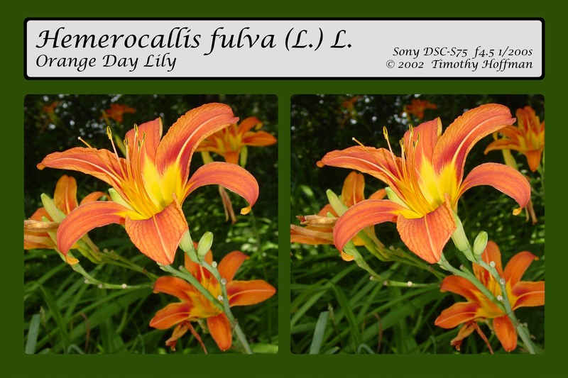 Hemerocallis fulva (L.) L. <BR>  by Hofy