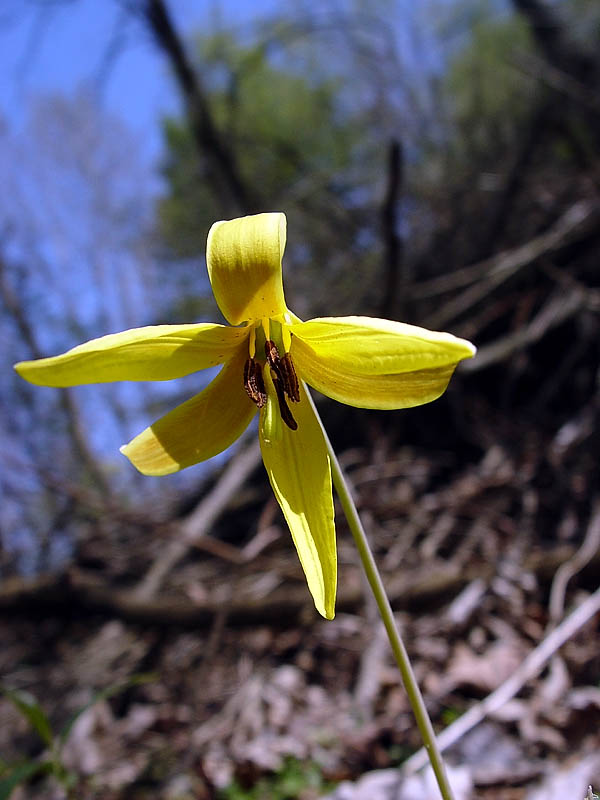 <B>Flower on Woods Floor</B><br>by<br>Bill Borne