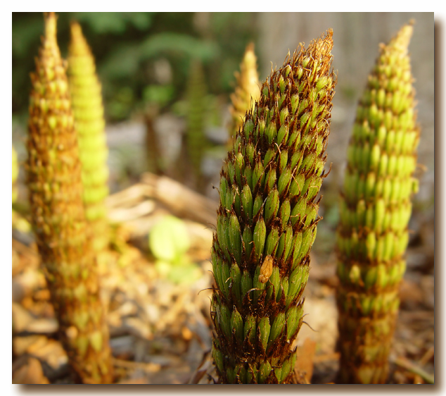*Baby Horsetails by Sarah D