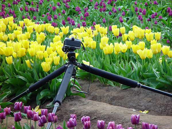 Among The Tulips