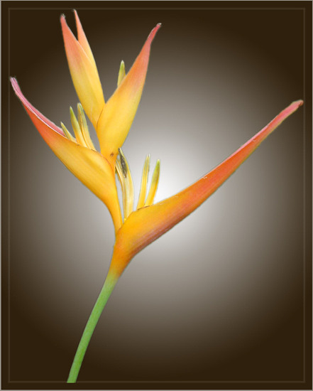 <b>Heliconia </b><br>by kudbegud