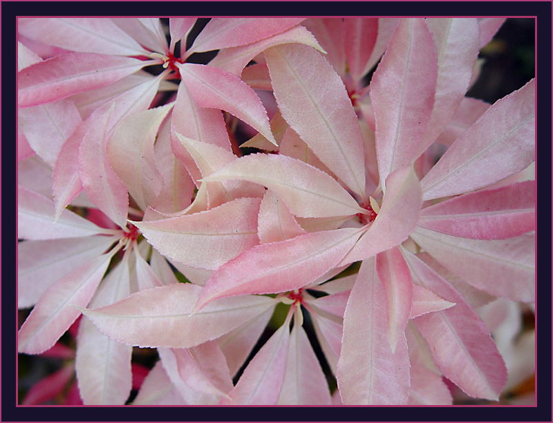 <B>Leaves!</B>*<BR><FONT size=2>by Ann Chaikin</FONT>