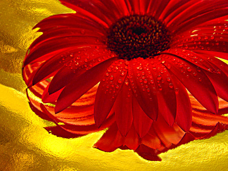 7th<br><b>Gerberas Reprise</b><br><font size=4>by Mark J</font>