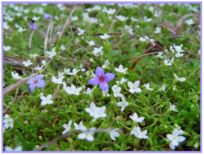 <b>Little Flowers</b> *<br>by JaimeZX