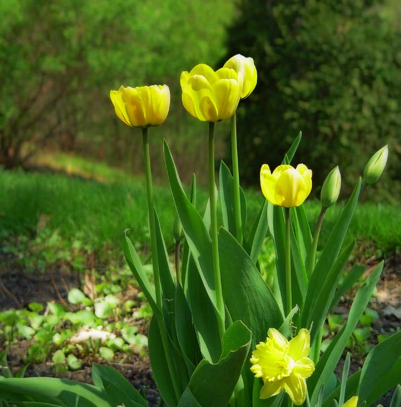 <b>Nanas Tulips</b> *<br>by JaimeZX