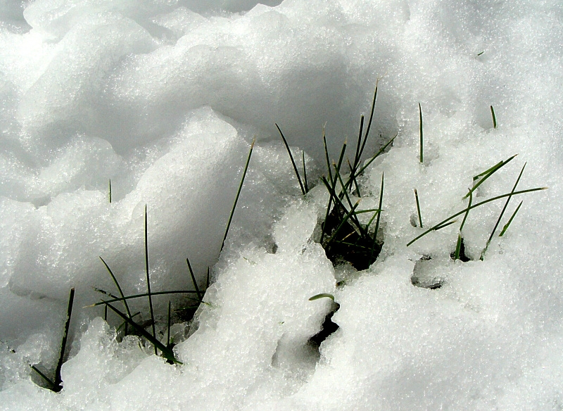 <b>Snow Job</b><br><font size=1>by Tom C</font>