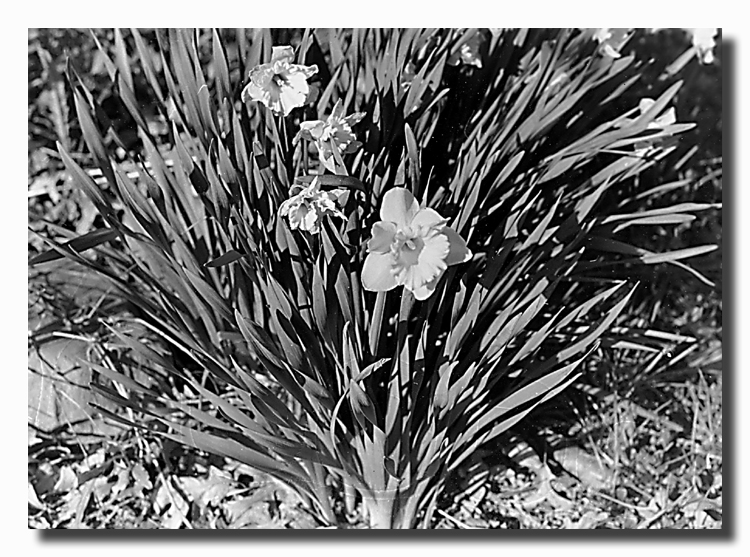 Daffodils by Dustin