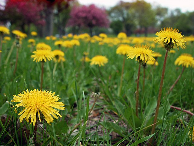 <b>Just Dandy</b><br><font size=1> by Shutter